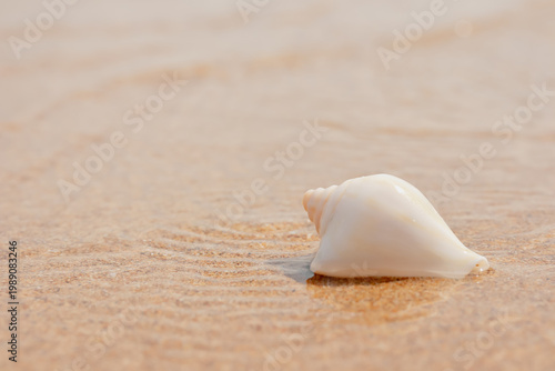 A single white spiral seashell resting on wet golden sand at the beach, with subtle water ripples in the background. Peaceful tropical holiday concept with copy space.