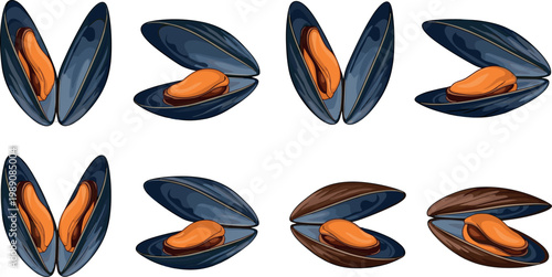 Mussel seafood collection set with open shells and meat marine food vector illustration isolated design elements