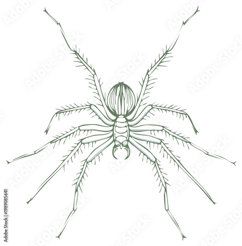 Drawing of Spider with Hairy Legs and Fangs Arachnid Isolated Vector Art
