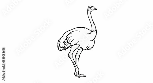 A simplified black and white line drawing of an ostrich standing on its legs