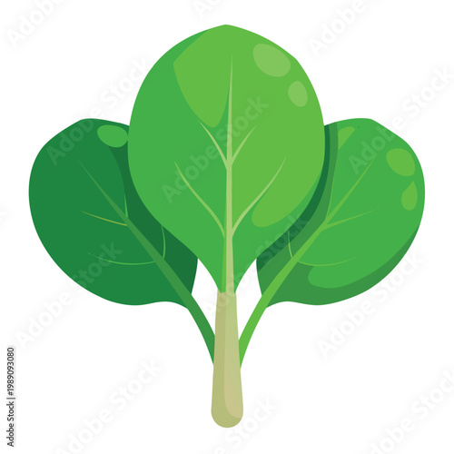 Baby Spinach Leaves Fresh Greens Vector Illustration