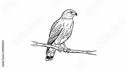 Black and white line drawing of a bird of prey perched on a branch