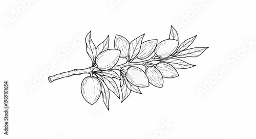 Black and white line drawing of a branch with almond nuts and leaves