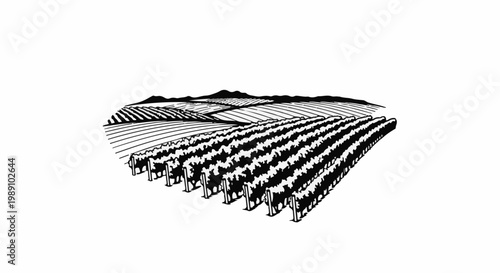Black and white illustration of rolling hills covered with neatly planted vineyards