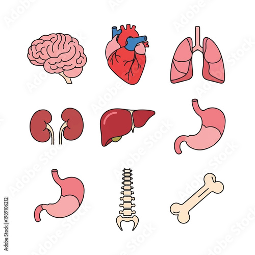 Collection of Human Organs and Skeletal System Elements.
