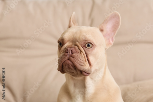 Cream french bulldog portra...