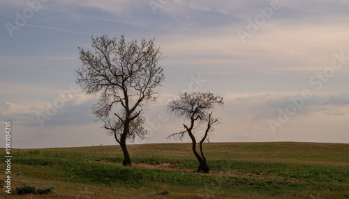 Obraz na płótnie Two trees without leaves in the steppe in early spring