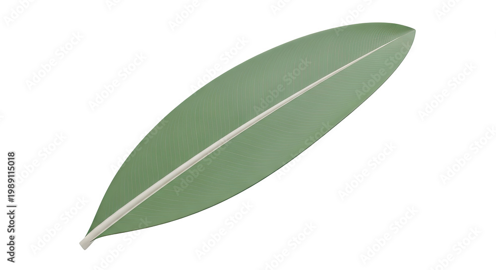 Obraz premium Single Green Banana Leaf with Veins