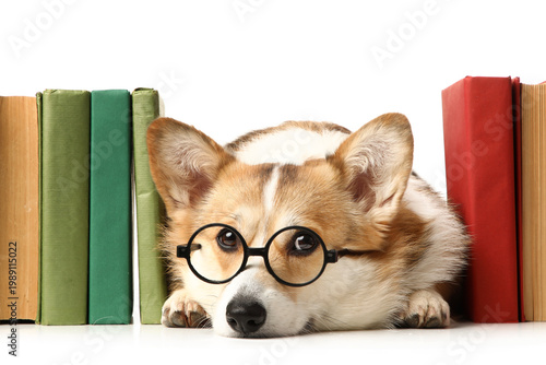 Cute Corgi dog in eyeglasse...