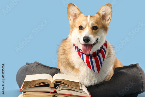 Cute Corgi dog with books a...