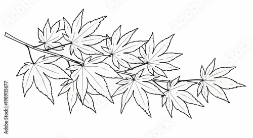 Delicate line art depicting a branch with multiple palmate leaves