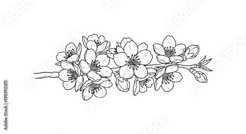 Delicate line drawing of a blooming branch with white flowers and buds