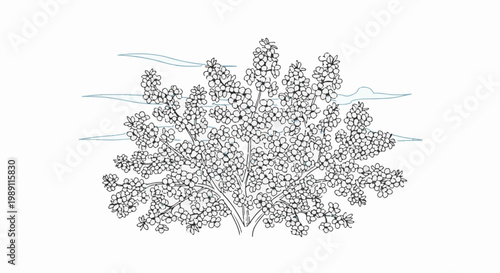 Delicate line drawing of a blooming bush with clusters of small flowers against a white background