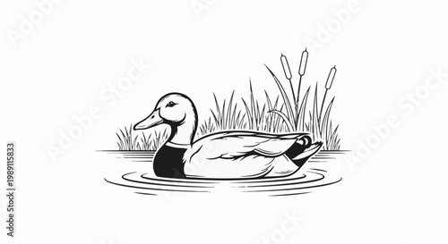 Detailed black and white illustration of a duck swimming in water near reeds
