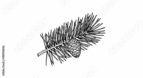 Detailed sketch of a pine branch with a cone, fine needles