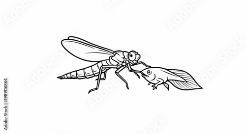 Dragonfly nymph captures tadpole against white background
