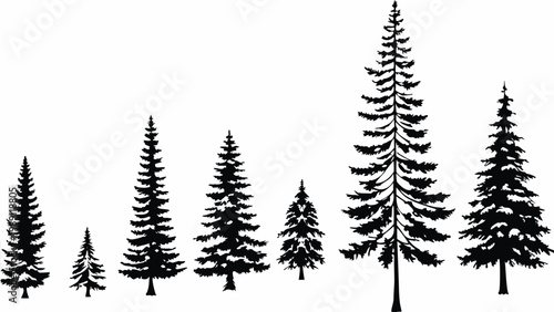 A silhouetted collection of coniferous trees varying in height and density against a white background
