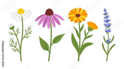 Collection of Vibrant Herbal Flowers Chamomile, Echinacea, Calendula, and Lavender Blossom Illustration Set for Wellness and Nature Concepts