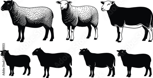 Set of sheep silhouettes and detailed farm animal vector illustrations, livestock collection, black white rural agriculture design isolated background