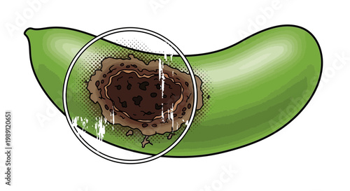 Damaged green vegetable with magnified rotten spot, illustration