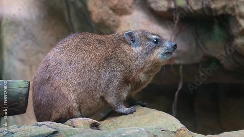 A Rock hyrax (Procavia capensis) perches on a rock, scratching the body with its back foot, close up shot.