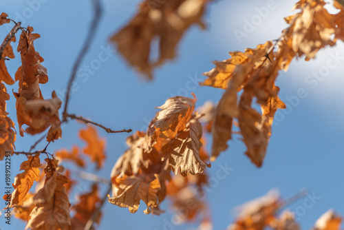 Obraz na plátne Peaceful oak leaves under gentle sunlight