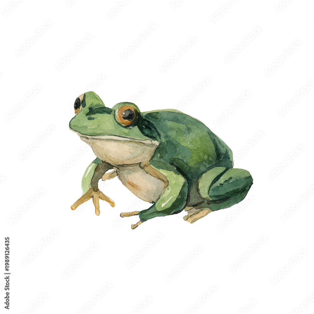 Obraz premium Green Frog Sitting on White Background.