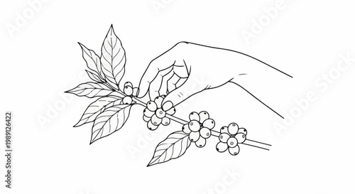 Hand picking ripe coffee berries from a branch with leaves