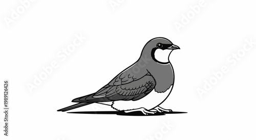 Gray and white bird with dark eyes sits on a white surface
