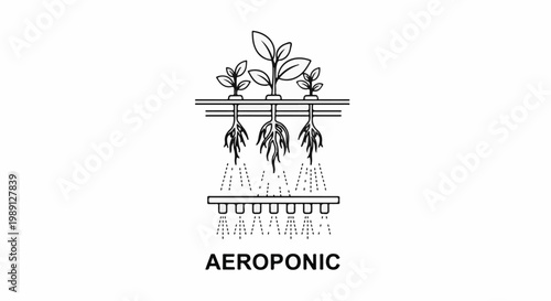Line art depicting aeroponic plant growth with roots misted by spray