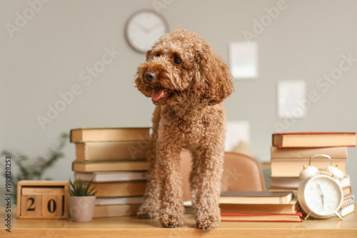 Cute Toy Poodle dog sitting...