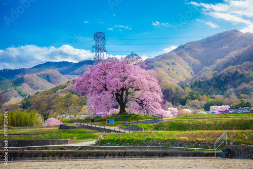 Beautiful landscape of Wanitsuka no Sakura large 330 year old cherry tree in full bloom is a symbol of Nirasaki, Yamanashi Japan.