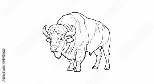 Line drawing of a muscular buffalo with curled horns and shaggy fur