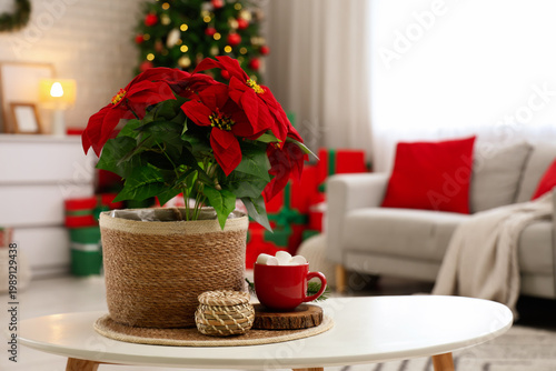 Christmas flower poinsettia...