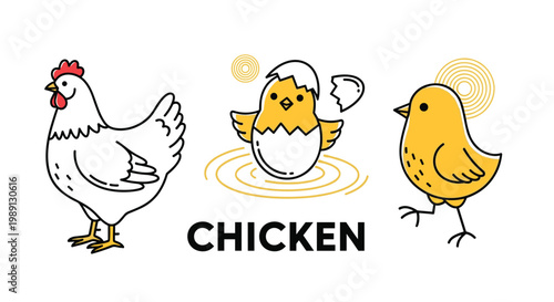 Educational illustration of chicken life cycle featuring a hen and chicks for farm animal and biology studies in school.