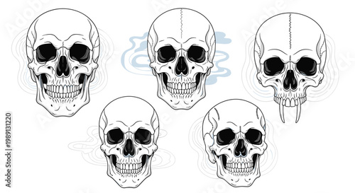 Artistic set of human skulls featuring various styles and details like fangs, cracks, and smoke patterns for gothic and medical themes.