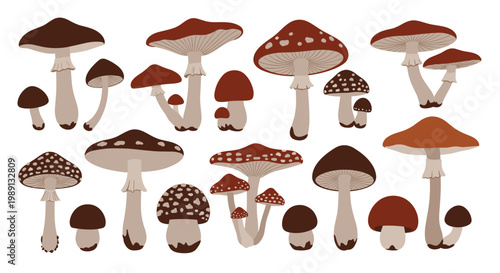 Diverse collection of wild mushroom illustrations features many different species with varied caps, stalks, and earthy colors.