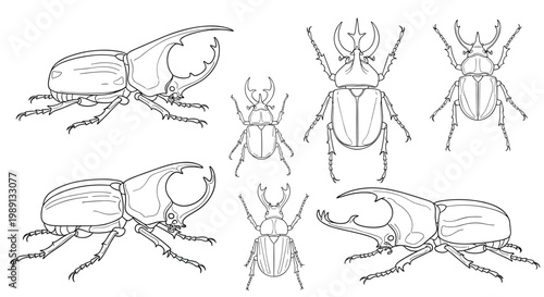 Detailed line drawings of rhinoceros beetles are shown from several perspectives including top and side views on a white background.