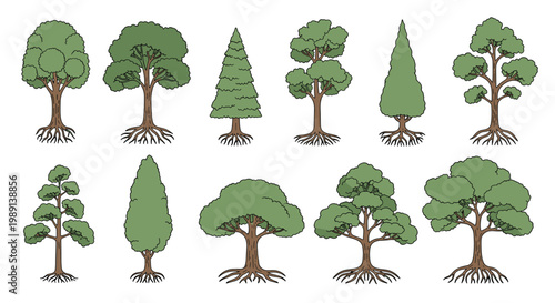 variety of green deciduous and coniferous trees with brown trunks and roots are illustrated in a simple vector style for design.
