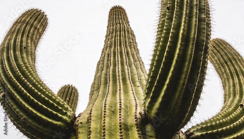 Majestic Saguaro cactus arms reaching towards the bright sky in a desert landscape