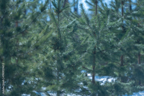 Tableau sur toile Young tree persists through icy winter weather