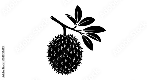 A detailed black and white illustration of a spiky fruit with leaves on a white background.