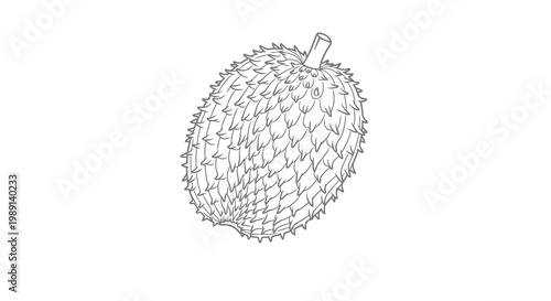 Detailed drawing of a spiky fruit or vegetable, possibly a chestnut or durian.