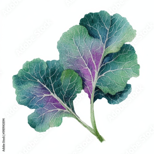Hand-drawn kale leaf duo in watercolor, vibrant greens with subtle purple hints, on clean white canvas