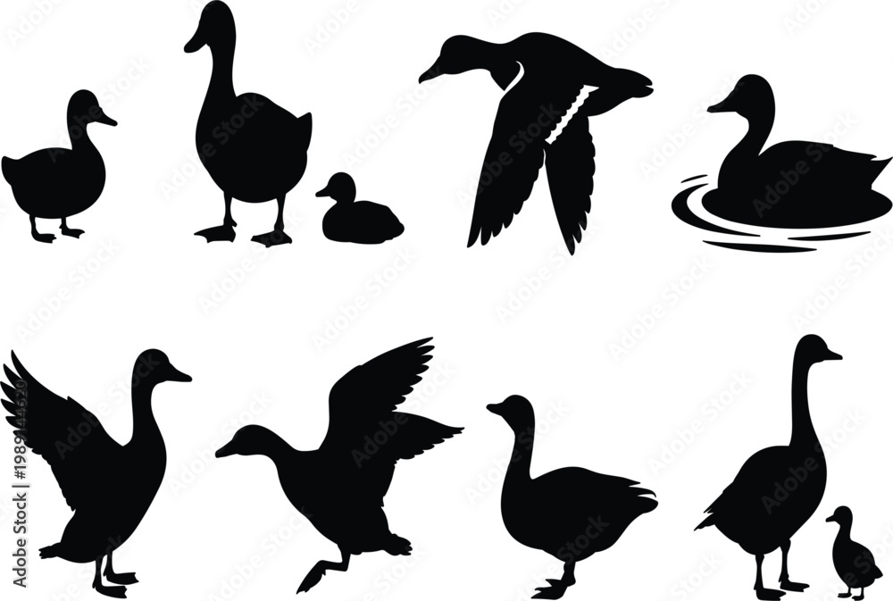 Fototapeta premium Collection of Black Silhouettes of Geese Ducks and Ducklings on White Background goose bird