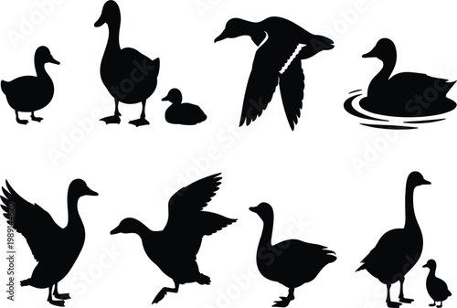 Collection of Black Silhouettes of Geese Ducks and Ducklings on White Background goose bird
