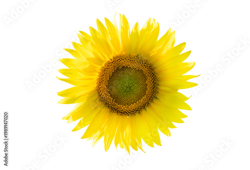 Bright yellow sunflower isolated on a clean background, captured in full bloom with detailed petals and textured center. Adding clipping path