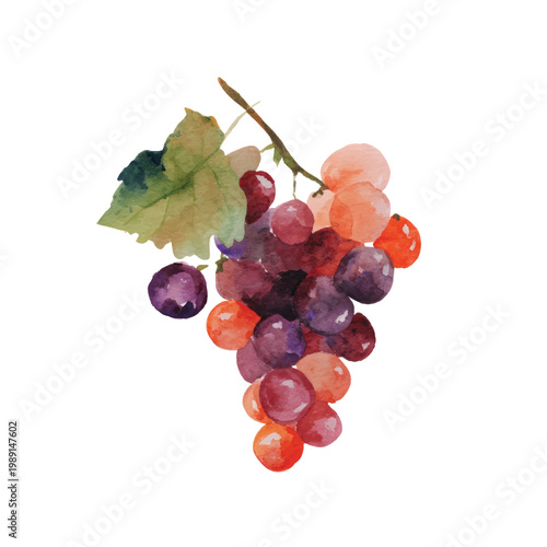 Bunch of red purple grapes hanging.