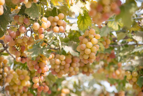 Clusters of ripe grapes hanging on the vine in a sunlit vineyard, surrounded by green leaves. The image captures natural abundance, soft warm light, and the harvest season.
