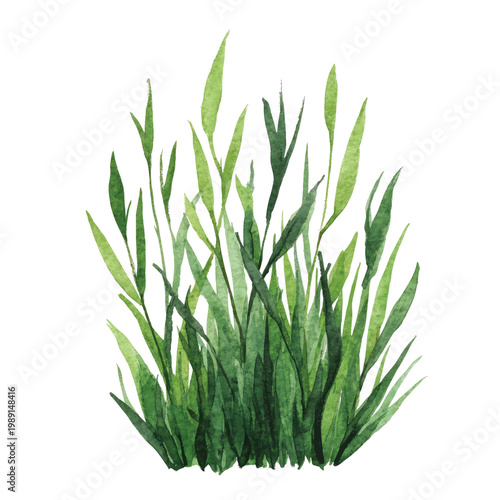 Green grass blades closeup view.